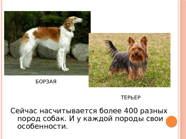БОРЗАЯ ТЕРЬЕР Сейчас насчитывается более 400 разных пород собак. И у каждой породы свои особенности. 