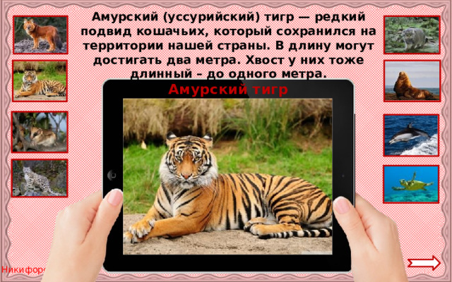 Амурский (уссурийский) тигр — редкий подвид кошачьих, который сохранился на территории нашей страны. В длину могут достигать два метра. Хвост у них тоже длинный – до одного метра. Амурский тигр 
