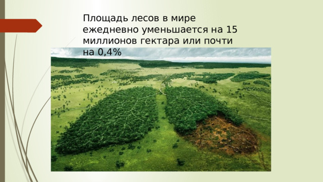 Площадь лесов в мире ежедневно уменьшается на 15 миллионов гектара или почти на 0,4% 