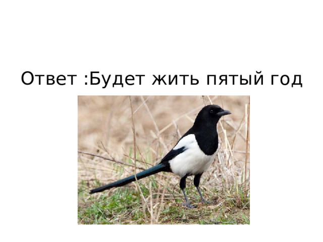 Ответ :Будет жить пятый год   