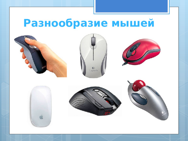 Разнообразие мышей 