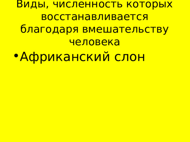 Виды, численность которых восстанавливается благодаря вмешательству человека Африканский слон 