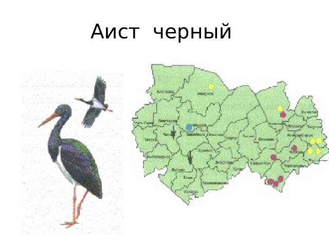 Аист черный 