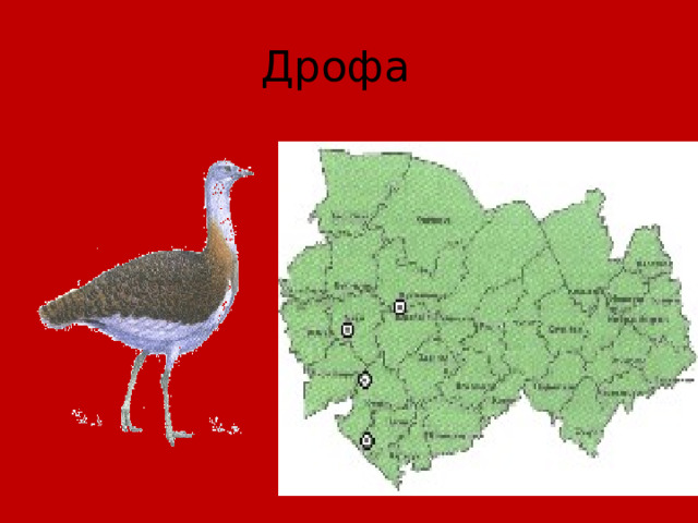 Дрофа 