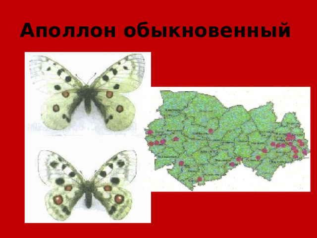 Аполлон обыкновенный  