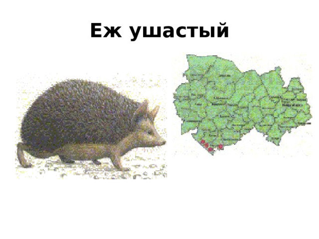 Еж ушастый 