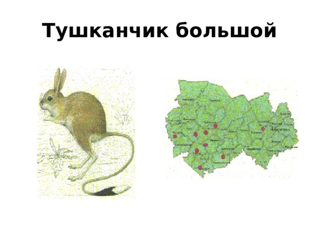 Тушканчик большой 