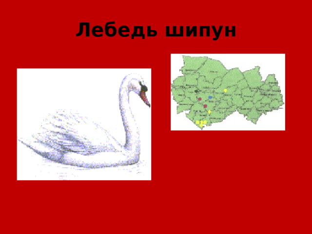 Лебедь шипун 