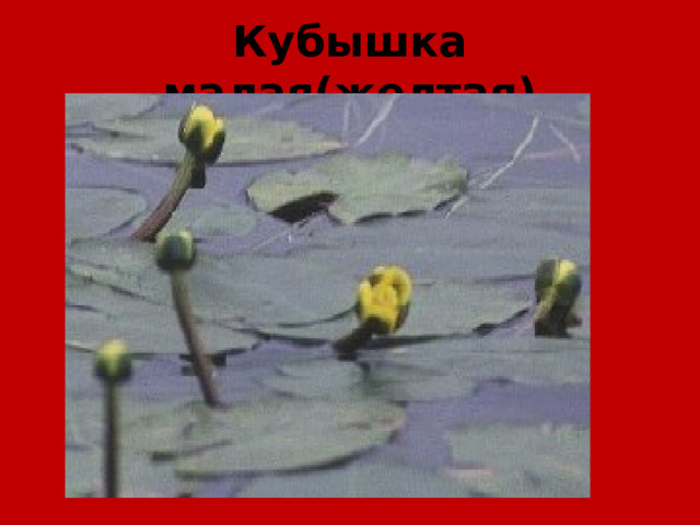 Кубышка малая(желтая) 