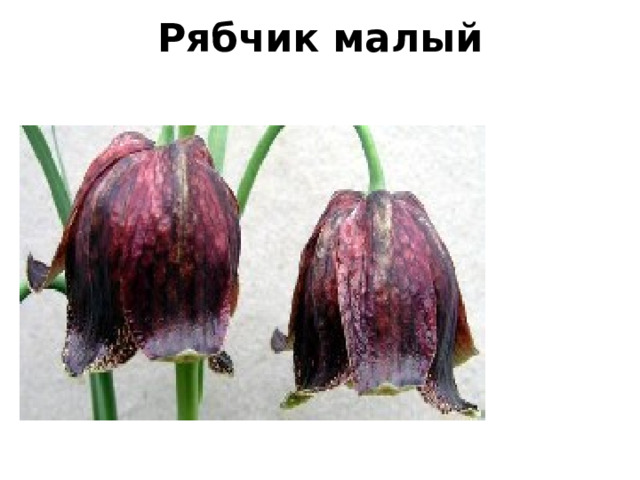 Рябчик малый   