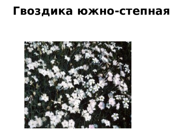 Гвоздика южно - степная   