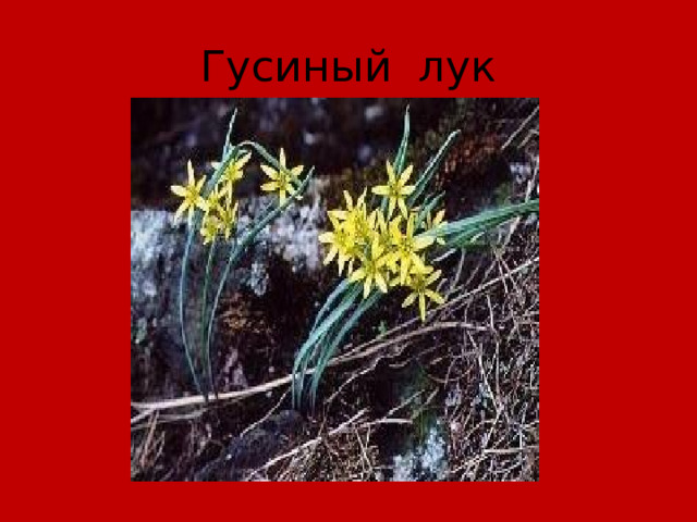 Гусиный лук 