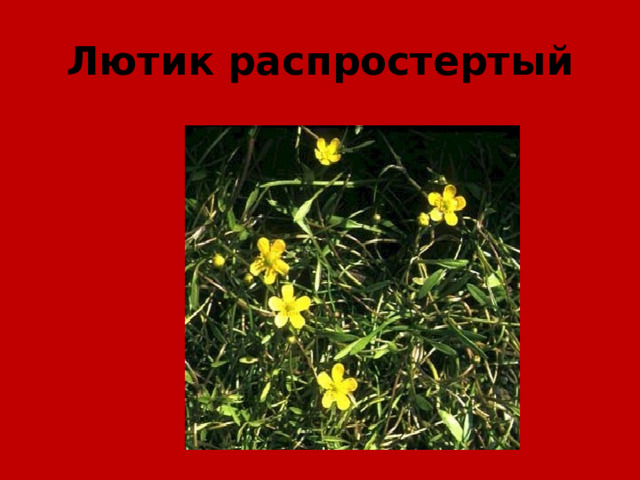 Лютик распростертый 