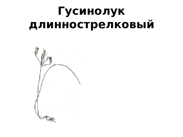 Гусинолук длиннострелковый 
