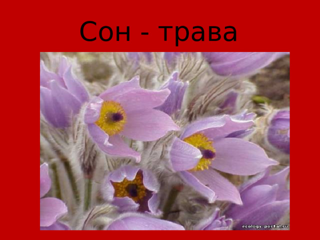 Сон - трава 