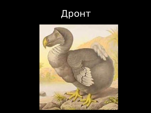 Дронт 
