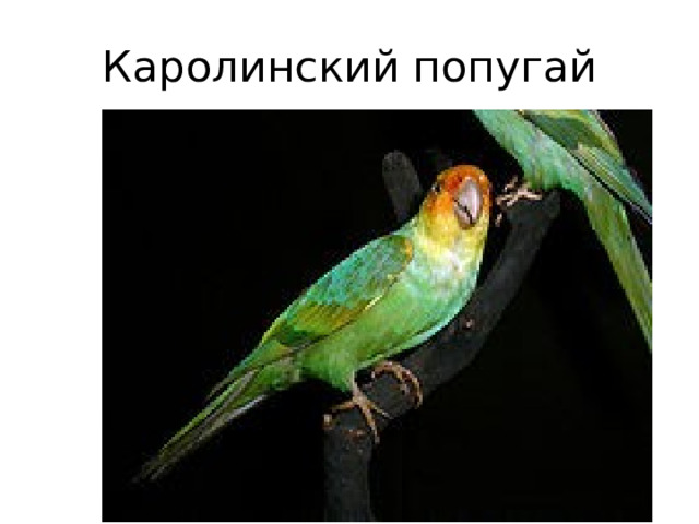 Каролинский попугай 