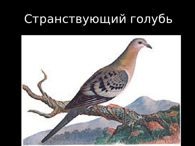 Странствующий голубь 