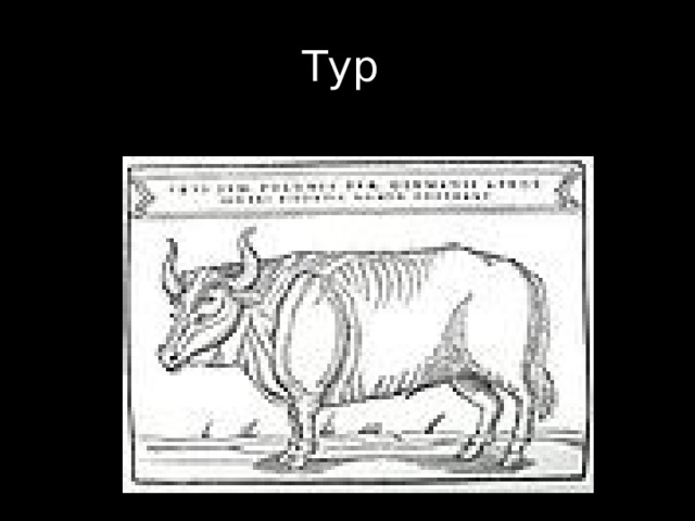 Тур 