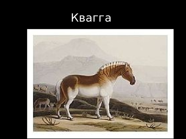 Квагга 