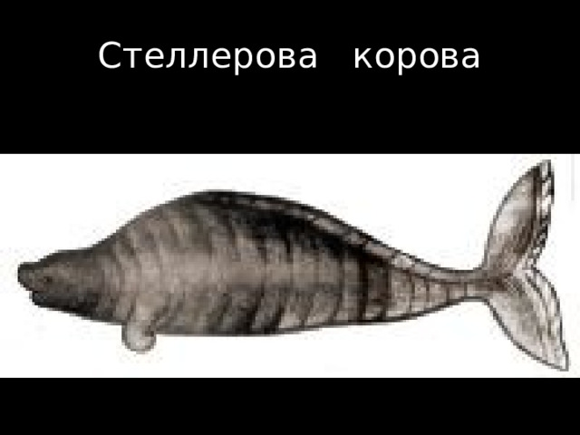 Стеллерова к корова 