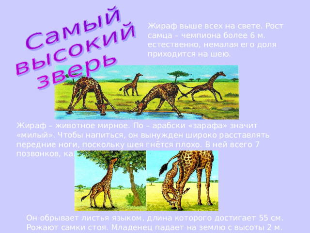 Жираф выше всех на свете. Рост самца – чемпиона более 6 м. естественно, немалая его доля приходится на шею. Жираф – животное мирное. По – арабски «зарафа» значит «милый». Чтобы напиться, он вынужден широко расставлять передние ноги, поскольку шея гнётся плохо. В ней всего 7 позвонков, каждый длиной по 25 см. Он обрывает листья языком, длина которого достигает 55 см. Рожают самки стоя. Младенец падает на землю с высоты 2 м. 