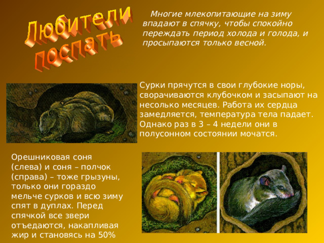  Многие млекопитающие на зиму впадают в спячку, чтобы спокойно переждать период холода и голода, и просыпаются только весной. Сурки прячутся в свои глубокие норы, сворачиваются клубочком и засыпают на несолько месяцев. Работа их сердца замедляется, температура тела падает. Однако раз в 3 – 4 недели они в полусонном состоянии мочатся. Орешниковая соня (слева) и соня – полчок (справа) – тоже грызуны, только они гораздо мельче сурков и всю зиму спят в дуплах. Перед спячкой все звери отъедаются, накапливая жир и становясь на 50% тяжелее. 