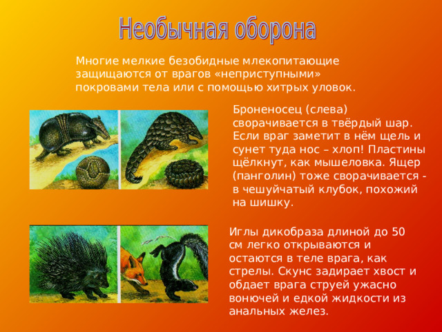 Многие мелкие безобидные млекопитающие защищаются от врагов «неприступными» покровами тела или с помощью хитрых уловок. Броненосец (слева) сворачивается в твёрдый шар. Если враг заметит в нём щель и сунет туда нос – хлоп! Пластины щёлкнут, как мышеловка. Ящер (панголин) тоже сворачивается - в чешуйчатый клубок, похожий на шишку. Иглы дикобраза длиной до 50 см легко открываются и остаются в теле врага, как стрелы. Скунс задирает хвост и обдает врага струей ужасно вонючей и едкой жидкости из анальных желез. 