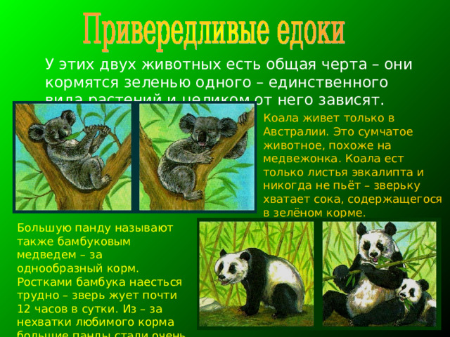 У этих двух животных есть общая черта – они кормятся зеленью одного – единственного вида растений и целиком от него зависят.  Коала живет только в Австралии. Это сумчатое животное, похоже на медвежонка. Коала ест только листья эвкалипта и никогда не пьёт – зверьку хватает сока, содержащегося в зелёном корме.  Большую панду называют также бамбуковым медведем – за однообразный корм. Ростками бамбука наесться трудно – зверь жует почти 12 часов в сутки. Из – за нехватки любимого корма большие панды стали очень редки. 