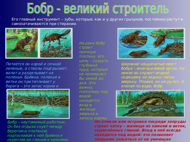 Его главный инструмент – зубы, которые, как и у других грызунов, постоянно растут и самозатачиваются при стирании. На реке бобр строит прочную плотину: его цель – создать глубокий пруд, который не промерзал бы зимой до дна. Это важно, поскольку под водой находятся вход в жилище зверька и запасы корма. Питается он корой и сочной зеленью, а стволы подгрызает, валит и разделывает на поленья. Брёвна, поленья и ветки он притапливает у берега – это запас корма и стройматериала.  Широкий чешуйчатый хвост бобра – многоцелевой орган. На земле он служит опорой сидящему на задних лапах зверьку. Плавая, он им рулит. А хлопая по воде, бобр предупреждает сородичей об опасности. На отмели или островке посреди запруды строит хатку – жилище из камней и веток, скреплённых глиной. Вход в неё всегда находится под водой: это позволяет зверькам спасаться от не умеющих плавать хищников. Бобр – неутомимый работник. Он без отдыха снует между берегом и плотиной, подтаскивая к ней бревна и скрепляя их глиной и камнями. 