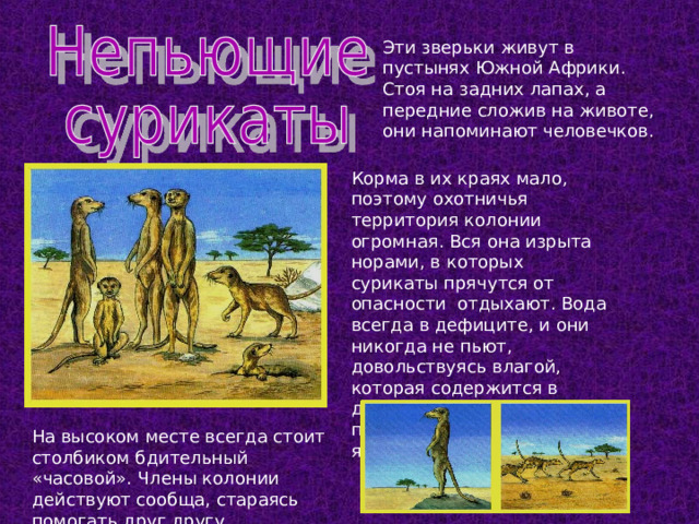 Эти зверьки живут в пустынях Южной Африки. Стоя на задних лапах, а передние сложив на животе, они напоминают человечков. Корма в их краях мало, поэтому охотничья территория колонии огромная. Вся она изрыта норами, в которых сурикаты прячутся от опасности отдыхают. Вода всегда в дефиците, и они никогда не пьют, довольствуясь влагой, которая содержится в добыче – насекомых, паукообразных, ящерицах… На высоком месте всегда стоит столбиком бдительный «часовой». Члены колонии действуют сообща, стараясь помогать друг другу. 