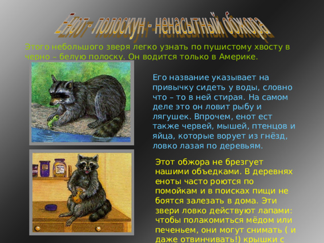 Этого небольшого зверя легко узнать по пушистому хвосту в черно – белую полоску. Он водится только в Америке. Его название указывает на привычку сидеть у воды, словно что – то в ней стирая. На самом деле это он ловит рыбу и лягушек. Впрочем, енот ест также червей, мышей, птенцов и яйца, которые ворует из гнёзд, ловко лазая по деревьям. Этот обжора не брезгует нашими объедками. В деревнях еноты часто роются по помойкам и в поисках пищи не боятся залезать в дома. Эти звери ловко действуют лапами: чтобы полакомиться мёдом или печеньем, они могут снимать ( и даже отвинчивать!) крышки с банок. 