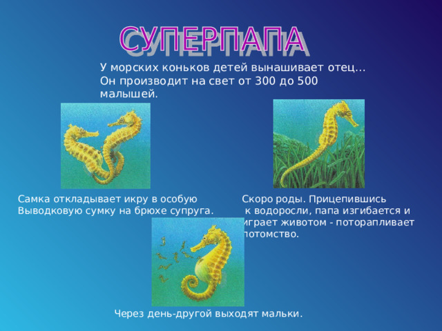 У морских коньков детей вынашивает отец… Он производит на свет от 300 до 500 малышей. Самка откладывает икру в особую Выводковую сумку на брюхе супруга. Скоро роды. Прицепившись  к водоросли, папа изгибается и играет животом - поторапливает потомство.  Через день-другой выходят мальки. 