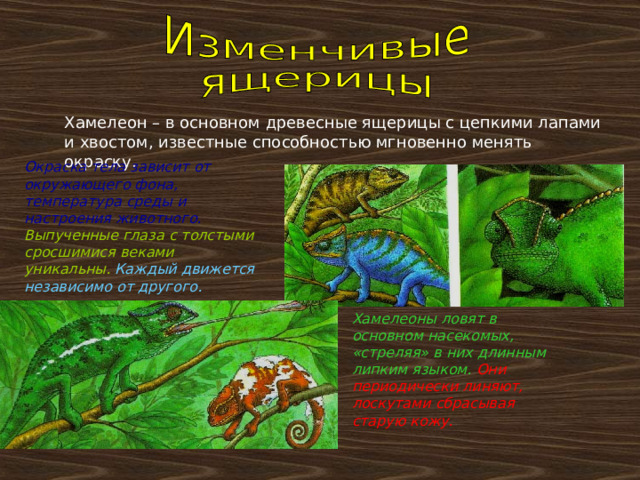 Хамелеон – в основном древесные ящерицы с цепкими лапами и хвостом, известные способностью мгновенно менять окраску. Окраска тела зависит от окружающего фона, температура среды и настроения животного.  Выпученные глаза с толстыми сросшимися веками уникальны.  Каждый движется независимо от другого. Хамелеоны ловят в основном насекомых, «стреляя» в них длинным липким языком.  Они периодически линяют, лоскутами сбрасывая старую кожу. 