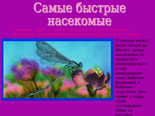 Стрекозы – одни из самых крупных и быстрых летающих насекомых. Они способны зависать в воздухе и летать задом наперёд. Стрекоза может разогнаться до 60км\ч: среди насекомых по скорости и маневренности с ней конкурируют лишь бабочки – бражники и бабочки – журчалки. Она живёт у воды, куда откладывает яйца, из которых вылупляются личинки – наяды. 