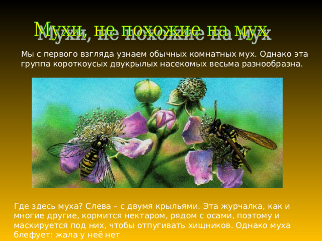Мы с первого взгляда узнаем обычных комнатных мух. Однако эта группа короткоусых двукрылых насекомых весьма разнообразна. Где здесь муха? Слева – с двумя крыльями. Эта журчалка, как и многие другие, кормится нектаром, рядом с осами, поэтому и маскируется под них, чтобы отпугивать хищников. Однако муха блефует: жала у неё нет 