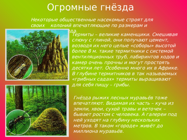 Огромные гнёзда Некоторые общественные насекомые строят для своих колоний впечатляющие по размерам и сложности гнёзда. Термиты – великие каменщики. Смешивая слюну с глиной, они получают цемент, возводя их него целые «соборы» высотой более 8 м. такие термитники с системой вентиляционных труб, лабиринтов ходов и камер очень прочны и могут простоять десятки лет. Особенно много их в Африке. В глубине термитников в так называемых «грибных садах» термиты выращивают для себя пищу – грибы. Гнёзда рыжих лесных муравьёв тоже впечатляют. Видимая их часть – куча из земли, хвои, сухой травы и веточек – бывает ростом с человека. А галереи под ней уходят на глубину нескольких метров. В таком «городе» живёт до миллиона муравьёв. 