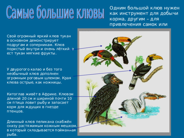 Одним большой клюв нужен как инструмент для добычи корма, другим – для привлечения самок или отпугивания врагов. Свой огромный яркий клюв тукан в основном демонстрирует подругам и соперникам. Клюв пористый внутри и очень лёгкий, а ест тукан мягкие фрукты. У двурогого калао и без того необычный клюв дополнен огромным роговым шлемом. Края клюва острые, как ножницы. Китоглав живёт в Африке. Клювом длиной 20 см и шириной почти 10 см птица ловит рыбу и запасает корм для ждущих в гнезде птенцов. Длинный клюв пеликана снабжён снизу растяжимым кожным мешком, в который складывается пойманная рыба. 