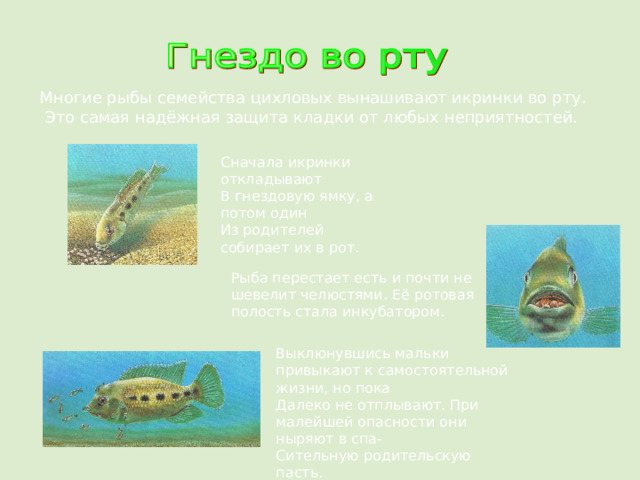 Многие рыбы семейства цихловых вынашивают икринки во рту.  Это самая надёжная защита кладки от любых неприятностей. Сначала икринки откладывают В гнездовую ямку, а потом один Из родителей собирает их в рот. Рыба перестает есть и почти не шевелит челюстями. Её ротовая полость стала инкубатором. Выклюнувшись мальки привыкают к самостоятельной жизни, но пока Далеко не отплывают. При малейшей опасности они ныряют в спа- Сительную родительскую пасть. 