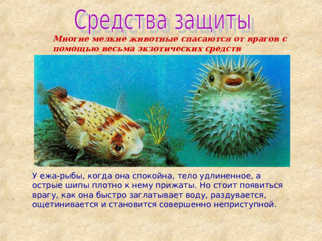 Многие мелкие животные спасаются от врагов с помощью весьма экзотических средств пассивной защиты. У ежа-рыбы, когда она спокойна, тело удлиненное, а острые шипы плотно к нему прижаты. Но стоит появиться врагу, как она быстро заглатывает воду, раздувается, ощетинивается и становится совершенно неприступной. 
