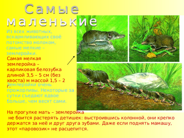 Из всех животных, вскармливающих своё потомство молоком, самые мелкие – землеройки. Самая мелкая землеройка – карликовая белозубка длиной 3,5 – 5 см (без хвоста) м массой 1,5 – 2 г. Землеройки очень прожорливы. Некоторые за сутки съедают вдвое больше, чем весят сами. На прогулке мать – землеройка  не боится растерять детишек: выстроившись колонной, они крепко держатся за неё и друг друга зубами. Даже если поднять мамашу, этот «паровозик» не расцепится. 