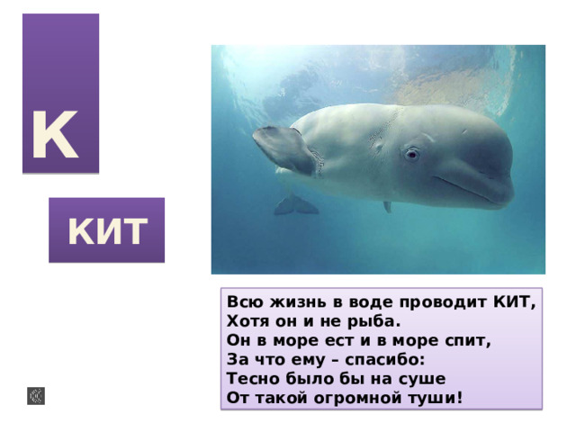 К КИТ Всю жизнь в воде проводит КИТ, Хотя он и не рыба. Он в море ест и в море спит, За что ему – спасибо: Тесно было бы на суше От такой огромной туши! 