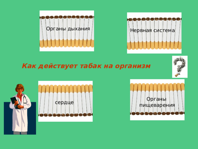 Органы дыхания Нервная система Как действует табак на организм  Органы пищеварения сердце 