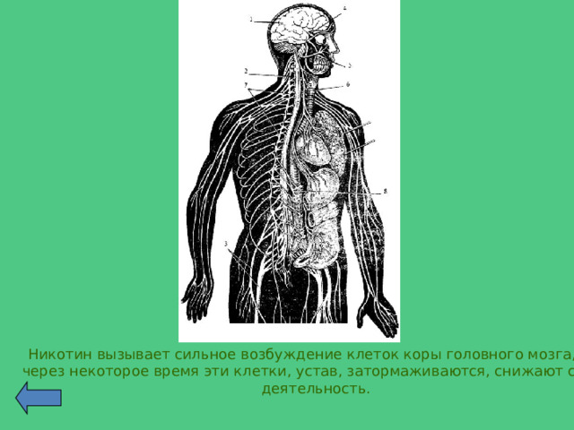 Никотин вызывает сильное возбуждение клеток коры головного мозга, но через некоторое время эти клетки, устав, затормаживаются, снижают свою деятельность. 