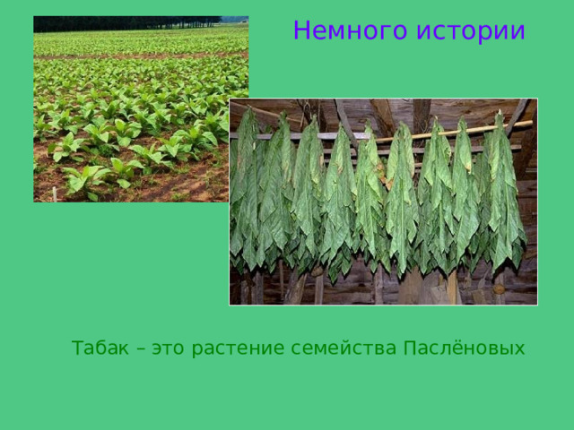 Немного истории Табак – это растение семейства Паслёновых 