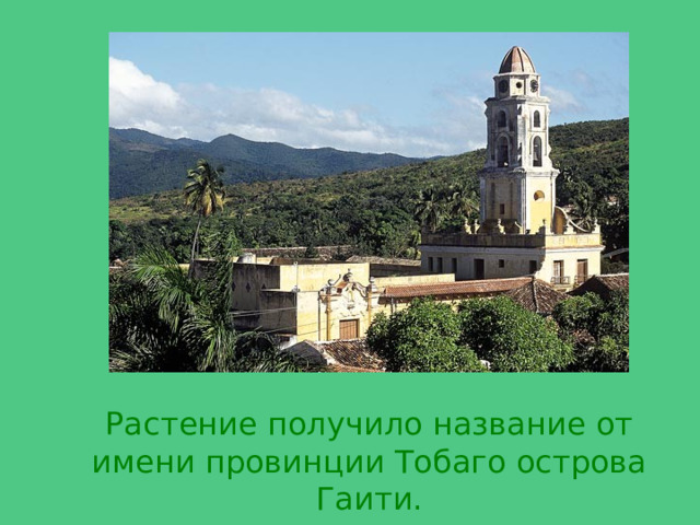 Растение получило название от имени провинции Тобаго острова Гаити. 