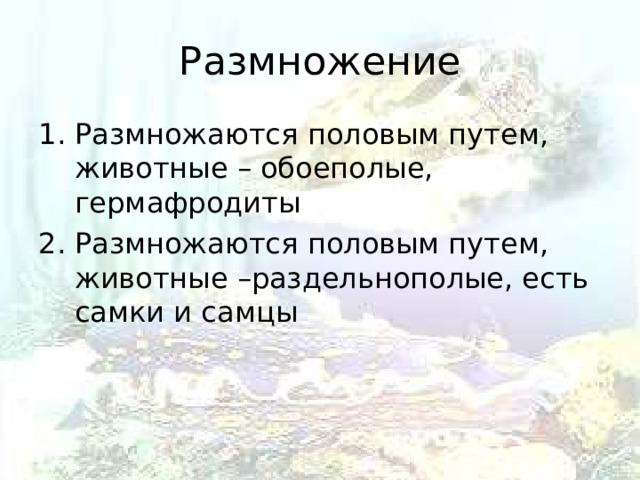 Размножение Размножаются половым путем, животные – обоеполые, гермафродиты Размножаются половым путем, животные –раздельнополые, есть самки и самцы 