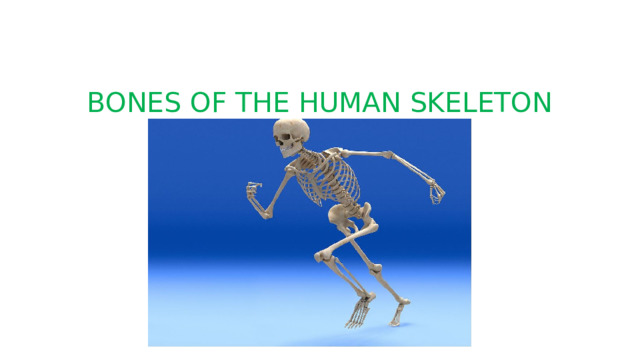 BONES OF THE HUMAN SKELETON 