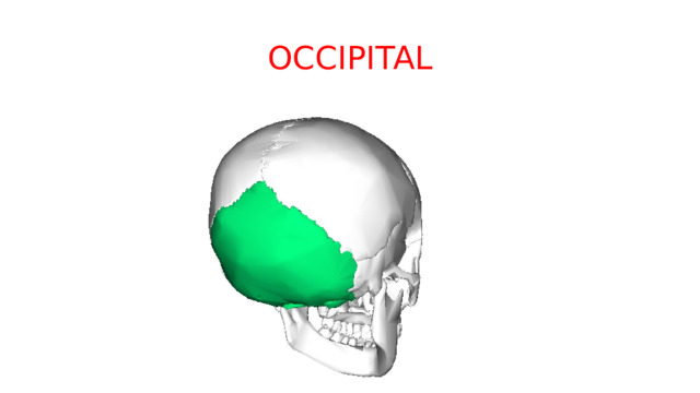 OCCIPITAL 