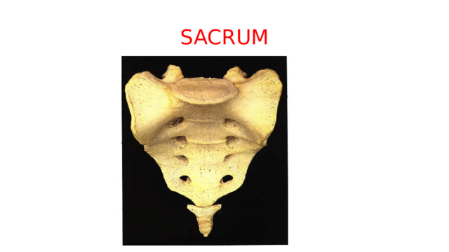 SACRUM 